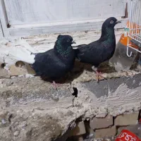 دم سفید و کلاغ کربلایی|پرنده|شاندیز, |دیوار