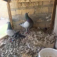 کبوتر سبز و چند تا دم سفید درجه یک