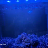 اکواریوم ماهی شیشه خم|ماهی|مشهد, چهارچشمه|دیوار