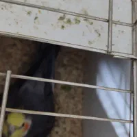 عروس هلندی|پرنده|بندر امام خمینی, |دیوار