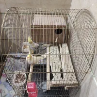 یک جفت عروس هلندی به همراه جوجه دان خور|پرنده|الوند, |دیوار