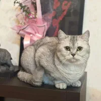 گربه بریتیش سیلور چینچیلا|گربه|تهران, فلاح|دیوار
