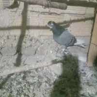 یه عددکبوترغریب گیر