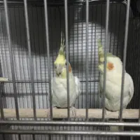 عروس هلندی و قفس خالی