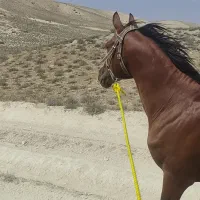 اسب فروشی