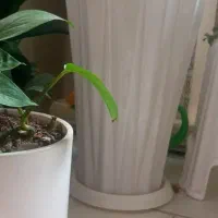 کاکتوس و گلدان