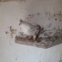 دوکت ماده|پرنده|لاران, |دیوار