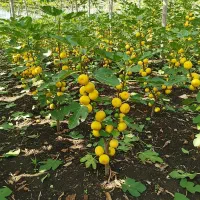 نهال به تضمینی لیبلدار و شناسنامه معتبر|خدمات باغبانی و درختکاری|اهواز, امانیه|دیوار