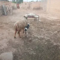 میش و بره نر فروشی