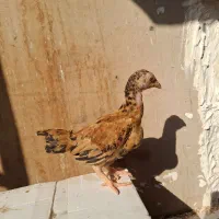 جوجه مرغ و خروس لاری کوشامو.مینیاتوری.|حیوانات مزرعه|مشهد, شهید بهشتی|دیوار