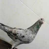 هفرنگ نر هوایی عتیقه|پرنده|بردسکن, |دیوار