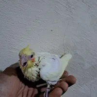 جوجه عروس هلندی|پرنده|میناب, |دیوار