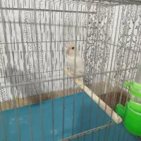 کوتوله برزیلی|پرنده|شیراز, کوشک میدان|دیوار