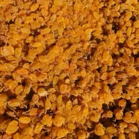 کشمکش سایه خشک دودی