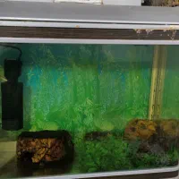 اکواریوم شیشه خم