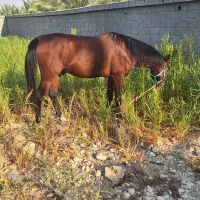 اسب درشورای