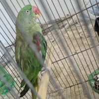 جوجه شاه طوطی و عروس مولد