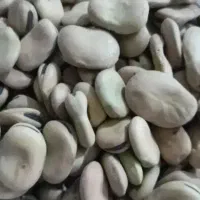 باقلا شاخ بزی