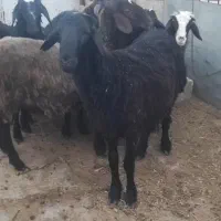 بره نر