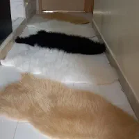 پادری خز، کوسن خز