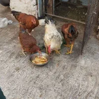 خروس برای نذری