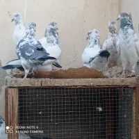 کبوتر کاشونی پرشی|پرنده|پیر بکران, |دیوار