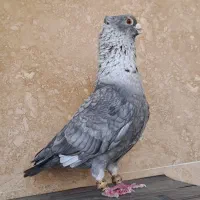 قره نقره ای نر کاکلی