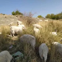 با سلام تعداد بز ونری به فروش می رسد|حیوانات مزرعه|بافت, |دیوار