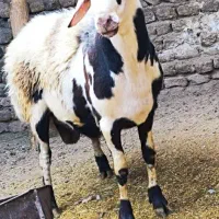 قوچ پلنگی افشار