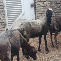 گوسفند