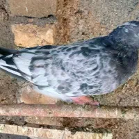 کفتر کل پیس کاکلی چاقچول مست|پرنده|قم, شاه ابراهیم|دیوار