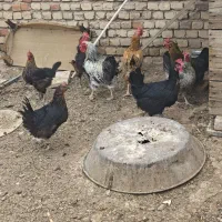 مرغ و خروس