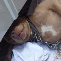 پیتبول نر ۸ ماه|سگ|ری, دولت‌آباد|دیوار