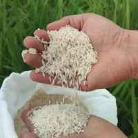 سلام برنج کشت سر آشپز پاکستانی386