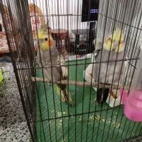 عروس هلندی|پرنده|لیسار, |دیوار