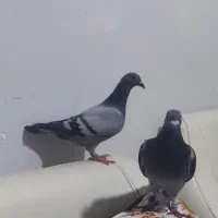 چاپی  ماده
