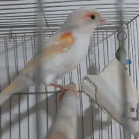 قناری موزاییکی