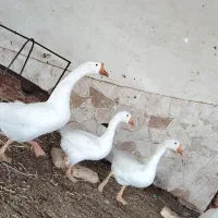 قوغاز