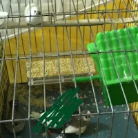 فنچ سرحال|پرنده|دره شهر, |دیوار