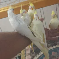 طوطی عروس هلندی|پرنده|سوسنگرد, |دیوار