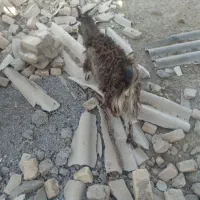 یک عدد کولار ۲ ساله و یه بزغاله نر