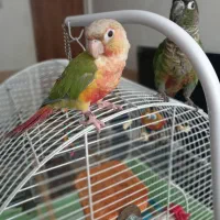 گرینچیک آناناسی دبل رد|پرنده|قم, نخودی|دیوار