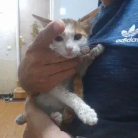 واگذاری بچه گربه