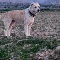 سگ گله