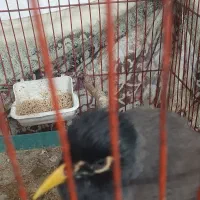 مرغ مینا سخنگو|پرنده|اصفهان, شهرک امام خمینی|دیوار