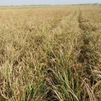 شلتوک درجه یک خوزستان