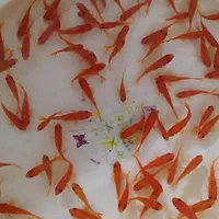 ماهی|ماهی|گرگان, |دیوار