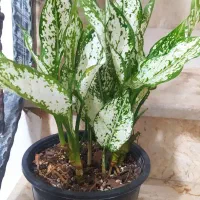 گل گل|گل و گیاه طبیعی|همدان, |دیوار