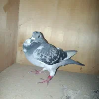 کبوتر پلاکی