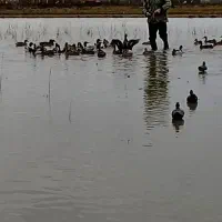 اردک پروازی